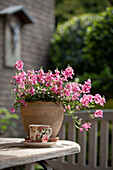 Romantic arrangement of flowering snapdragons and vintage-style teacup and saucer