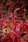 Close-up of Virginia creeper with red autumnal foliage