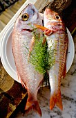 Rose fish and red mullet on a plate with fennel tops