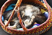 Schlafende gefleckte Katze in buntem Henkelkorb liegend