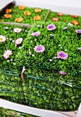 Artificial grass with fake flowers