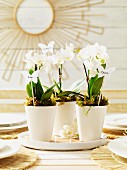 weiße Orchideen mit Moos und Schmetterlings-Stickern in Blumentöpfen als frühsommerliche Tischdeko