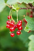 Red currants (Ribes rubrum) growing in a garden