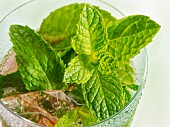 Mint leaves in a cold beverage
