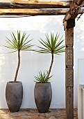 Palm trees in stone pots against white wall; pergola with artistically carved wooden posts