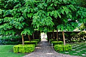 Akazienbäume mit formgeschnittenen Büschen um dem Stamm in einer Parkanlage