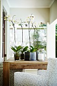 weiße Orchideen im Topf auf Holztisch und Sessel auf der Veranda