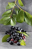 Blueberries with leaves