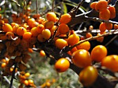 A sprig of sea buckthorn with berries