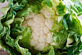 A cauliflower (close-up)