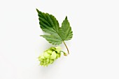 A hops flower with leaf