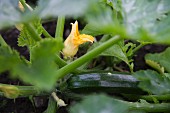 A courgette plant with a courgette flower and a courgette