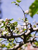 Apple blossom