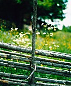 Rustikaler Holzzaun vor sommerlicher Blumenwiese