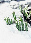 Snowdrops in snow.