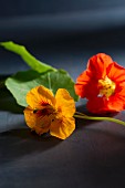 Two nasturtium flowers