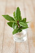 A sprig of fresh bay leaves in a glass of water