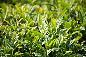 Tea plants in a field