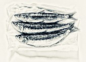 Three sardines on paper (view from above)