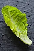 A Lettuce Leaf