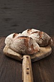 Loaves of bread on a bread peel