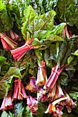Several bunches of rainbow chard