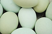 pastel blue and green eggs (close up)