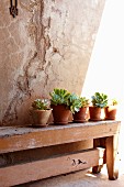 Succulents in terracotta pots on rustic garden bench against house facade