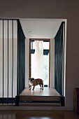 Corridor with floor-to-ceiling metal bars surrounding set of steps and dog on landing leading to French window