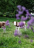 Calf in meadow with purple flowers in foreground