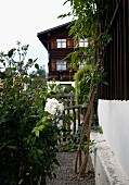 Rosebush in garden adjoining rustic house and old wooden house in background