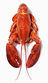 A cooked lobster