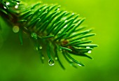 Droplets of water on conifer needles against green background