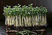 Fresh organic cress with roots and soil