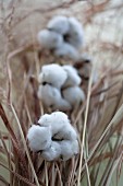 Wintery arrangement of cotton capsules & dried grasses