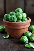 Fresh Brussels sprouts in a terracotta pot