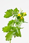 Fresh tetterwort with flowers