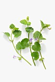 Fresh ground ivy with flowers