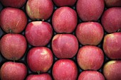 Red apples in a crate (view from above)