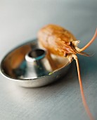 A still life featuring a prawn on a cake mould