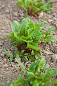Red beet plants