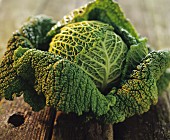 Savoy cabbage on a rustic wooden table