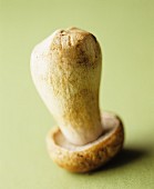 A porcini mushroom standing on its head