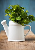 Fresh coriander in a small watering can