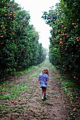 A girl walking through an orange plantation