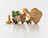 Various mushrooms on a white surface