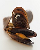 Open mussels