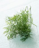 Fresh sprig of dill