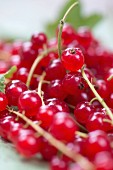 Redcurrents (Close up)