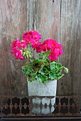 Pink geranium plant